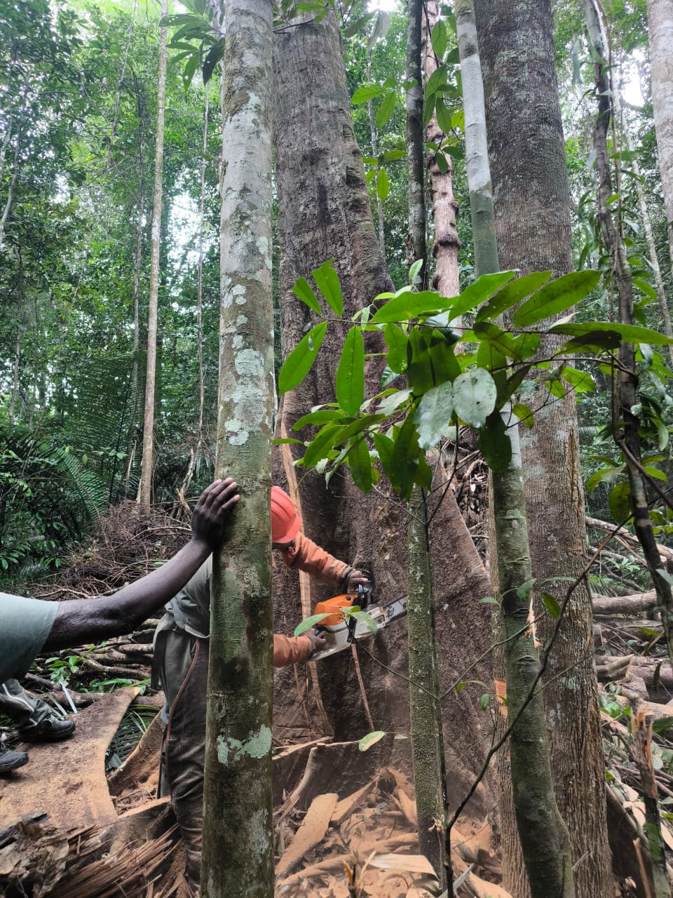 Stagiaires RSMA en formation tronçonneuse